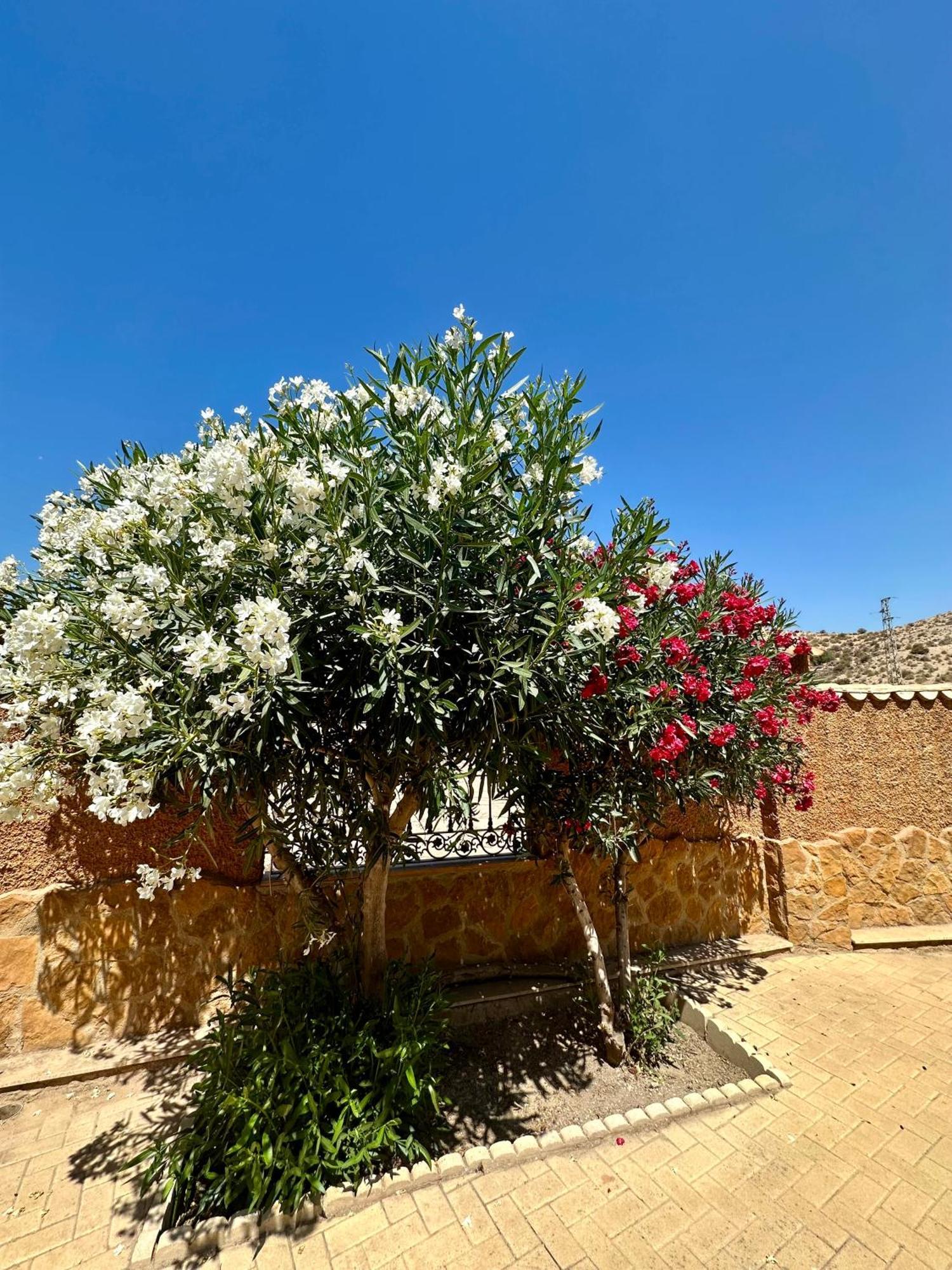 Casa Rural El Pomelo Zurgena Exteriör bild